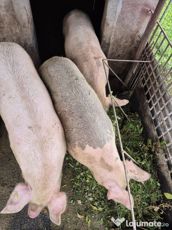 Vand porci 30-200 kg