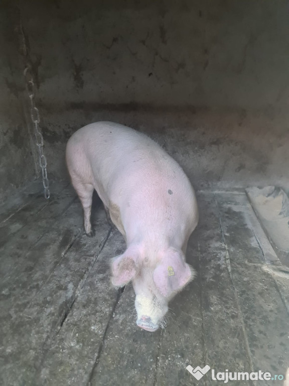 Porci de vânzare