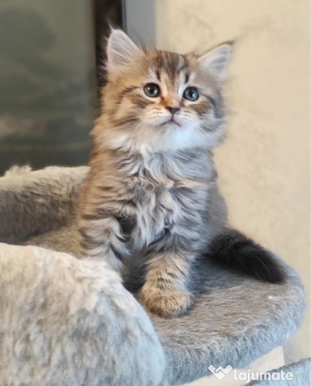 Siberiană de pădure