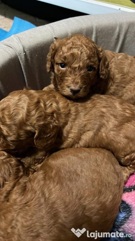 Pudel maro, fetita talie mica