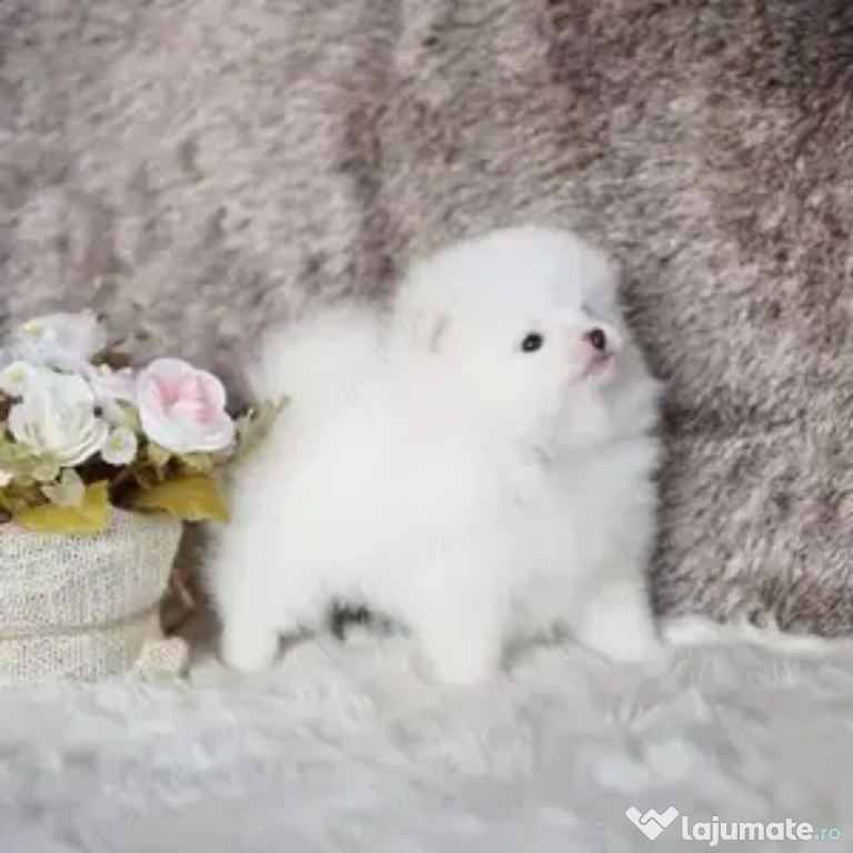 Pomeranian mini talie mica
