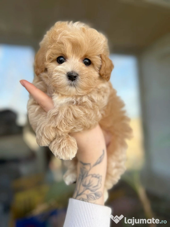 Maltipoo poodle mini toy apricot deschis