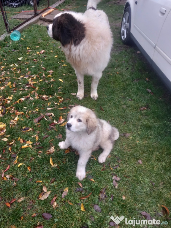 Ciobanesc de bucovina