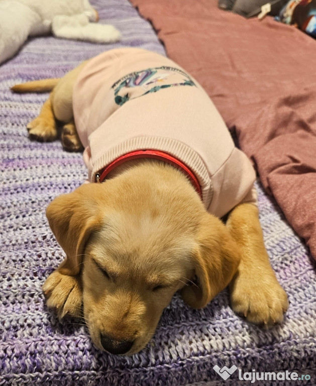 Femelă labrador retriever