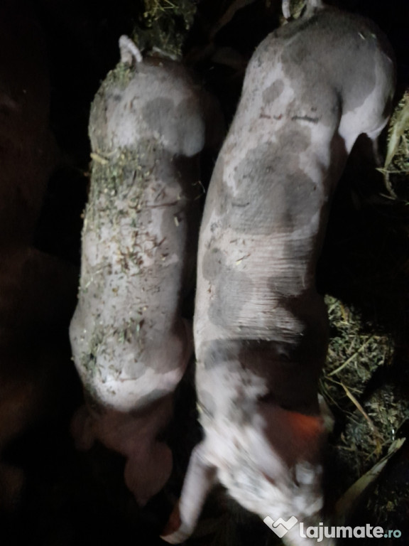 Vând purcei de rasă