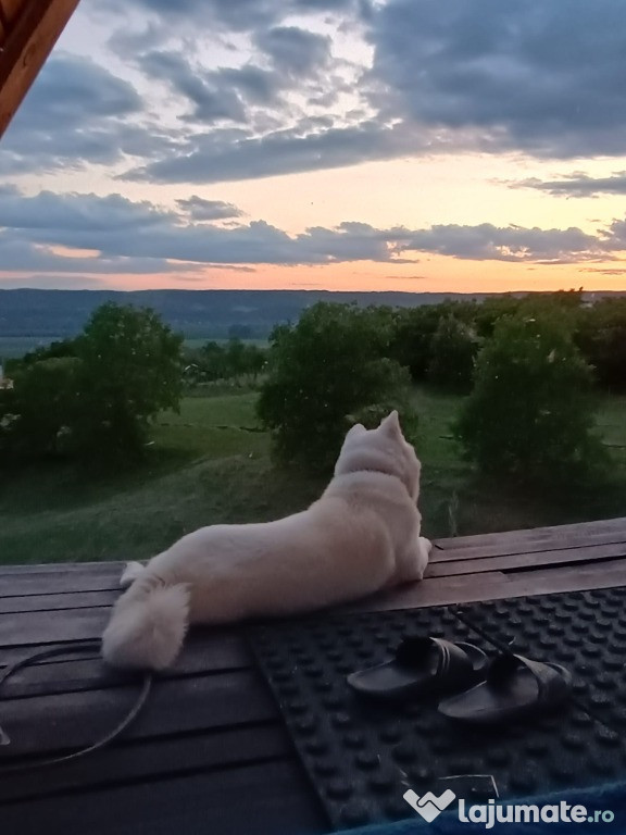 Vand caini Akita Inu japonez