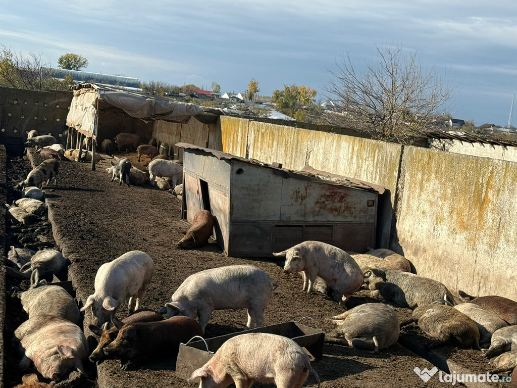 Vând porci Cudalbi