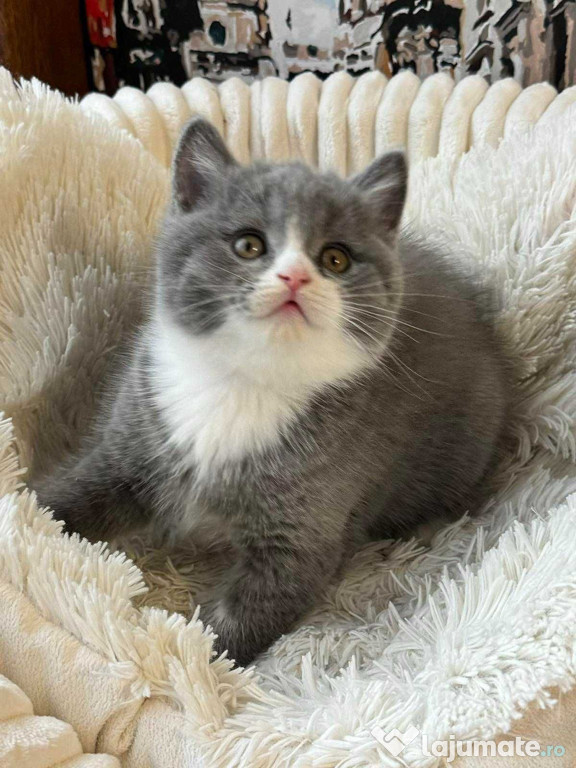 British shorthair băieței și fetițe