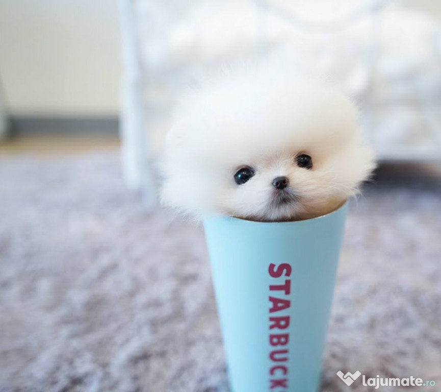 Pomeranian ursulet mini talie mica calitate