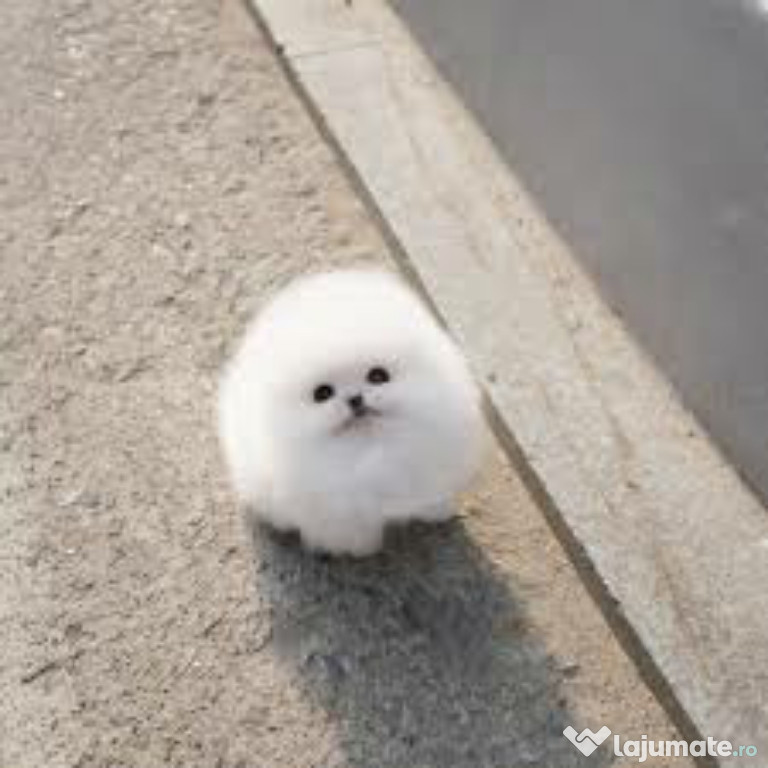 Pomeranian ursulet mini boo