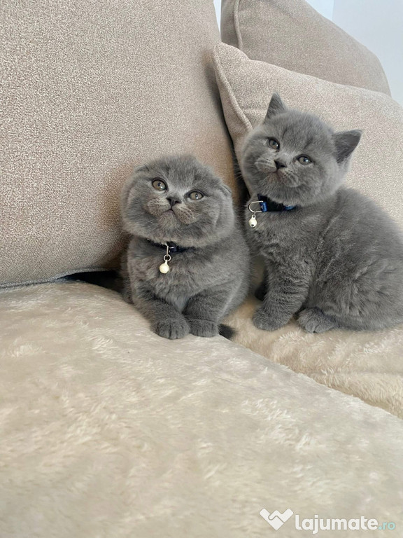British shorthair puiuți