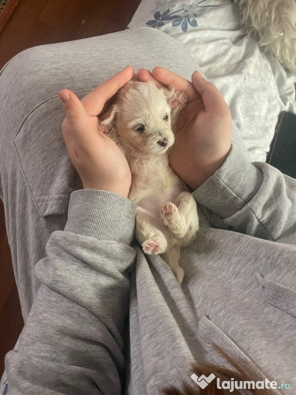 Catei … bichon maltez