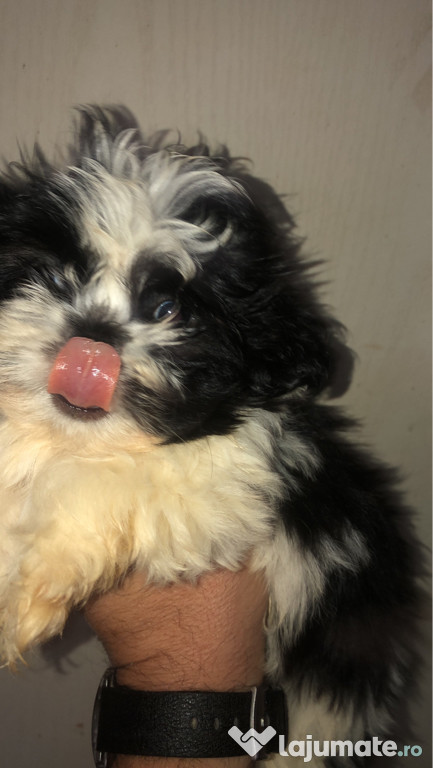 Shihtzu de talie mica