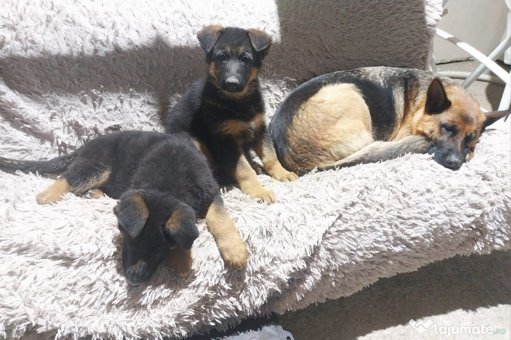 Pui mascul ciobanesc german