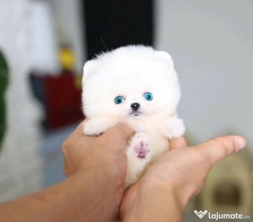 Pomeranian mini boo talie mica