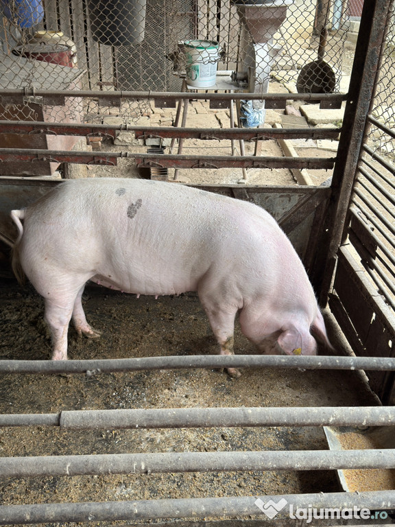 Purcea pentru Crăciun