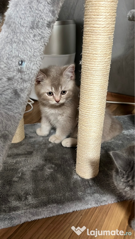 Vând motănel British