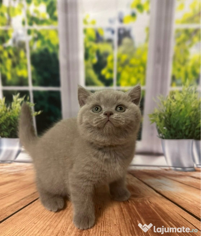 British shorthair lila