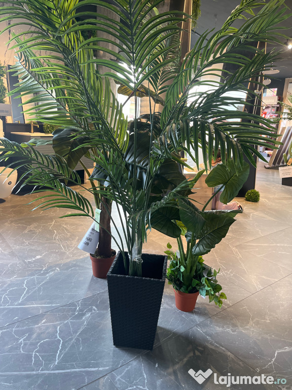 Vindem plante ornamentale