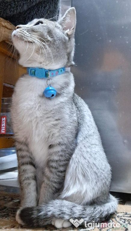 Vînd pisică Britsh