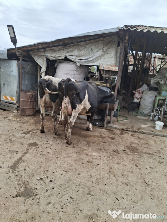 Vaci si juninci Holstein