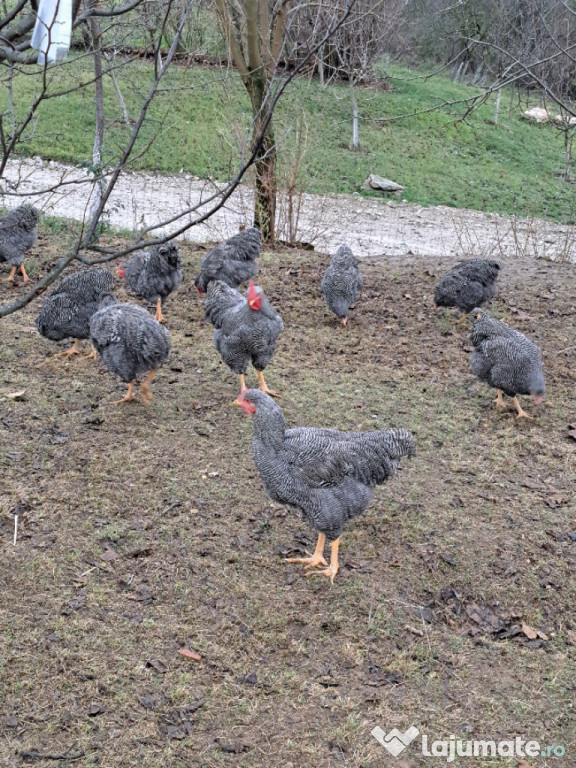 Cocoși plymouth rock barat