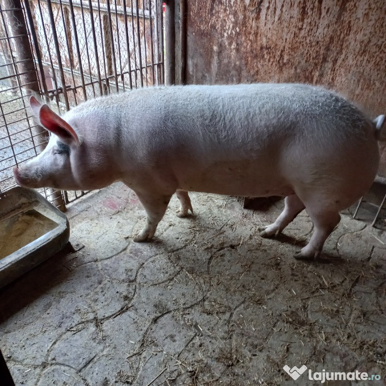 Porc de vanzare.200 kg