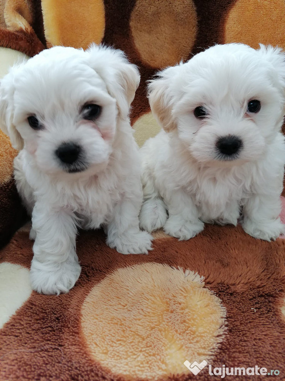 Catei Bichon Havanez