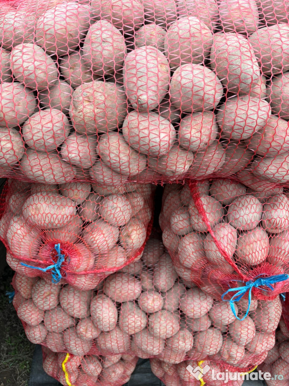 Cartofi Consum Bellarosa