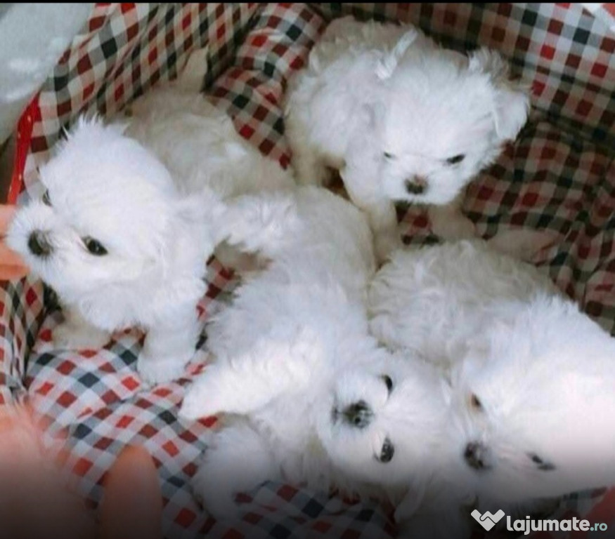 Bichoni maltez minytoy