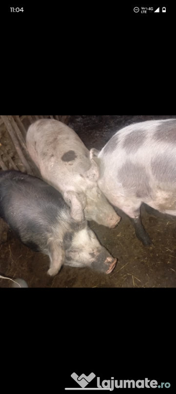 Porci 100–150 kg – crescuți în gospodărie
