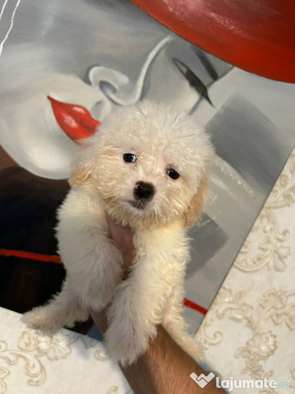 Maltipooo de talie mica