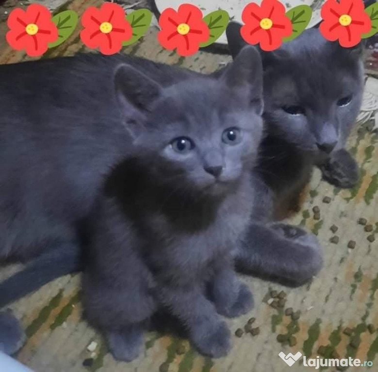 Pisicute albastru de Rusia