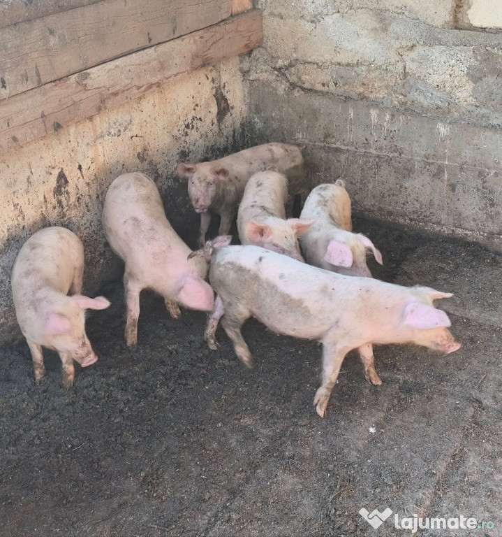 Vand porci - 12 ron kg