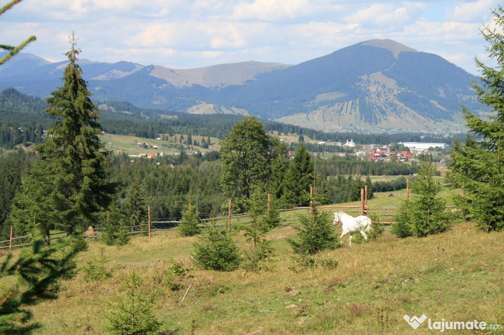 Vand 10 ha teren Poiana Negrii,Dorna Candreni