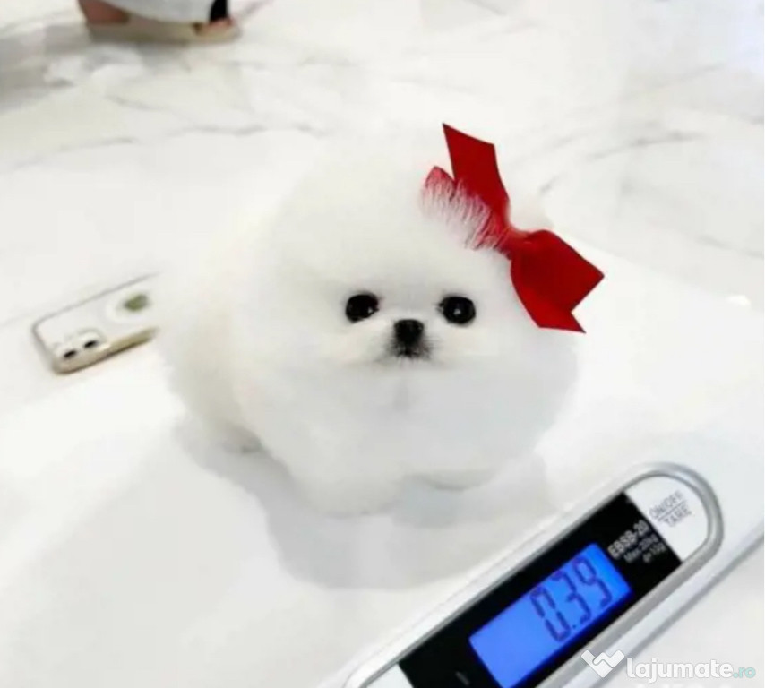 Pomeranian mini bio talie mică