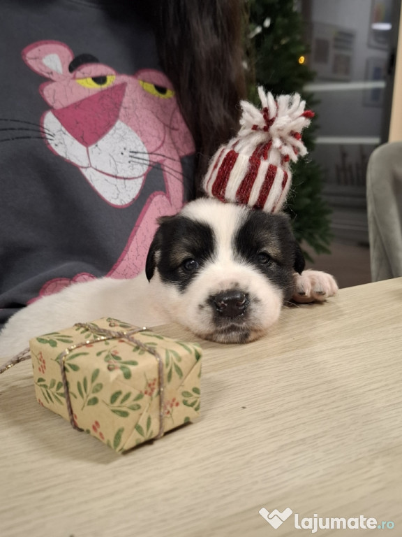 Catelusi puiuti, pufosi si jucausi.