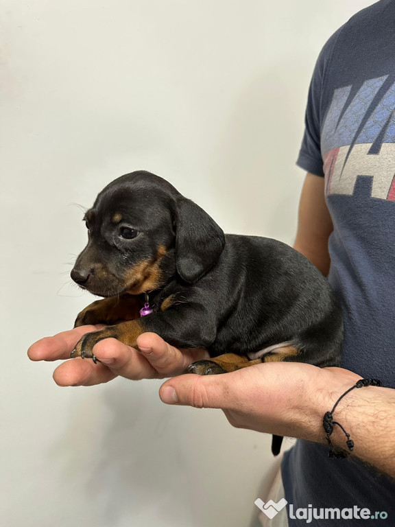 Catei teckel de rasa