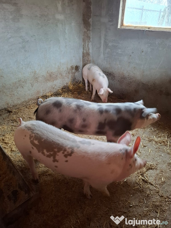Porcii de vânzare!!