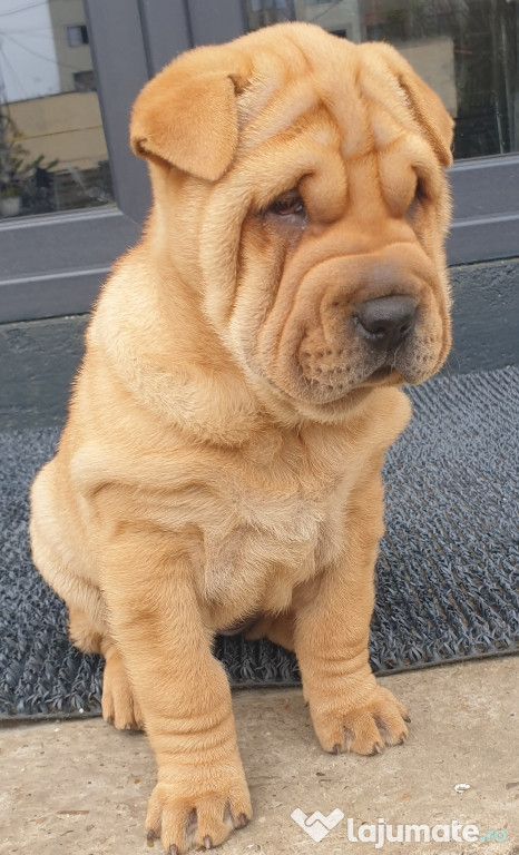Shar pei adorabili