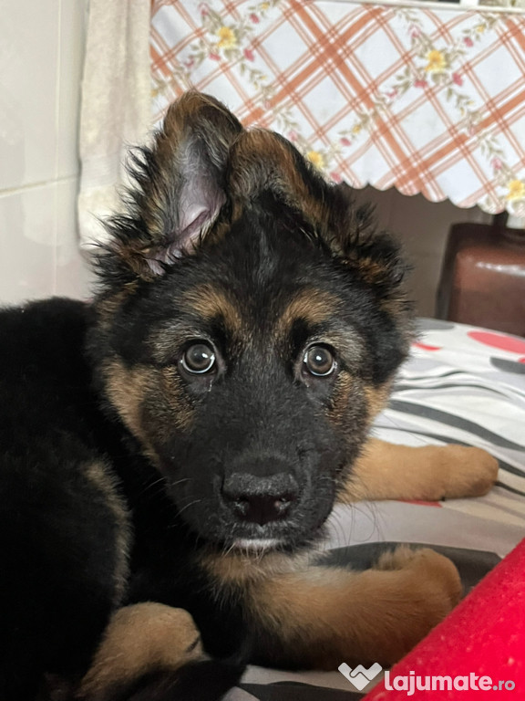 Ciobanesc german de vânzare
