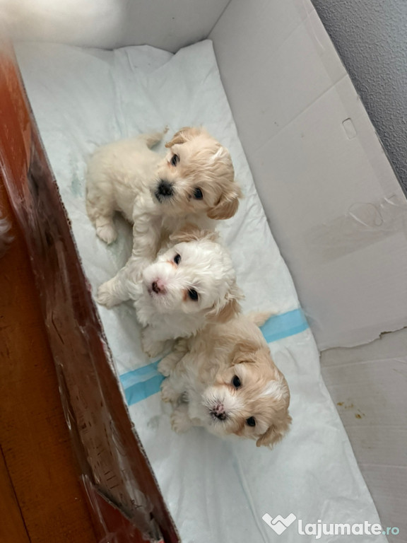 3 băieței frumușei își caută familii noi!