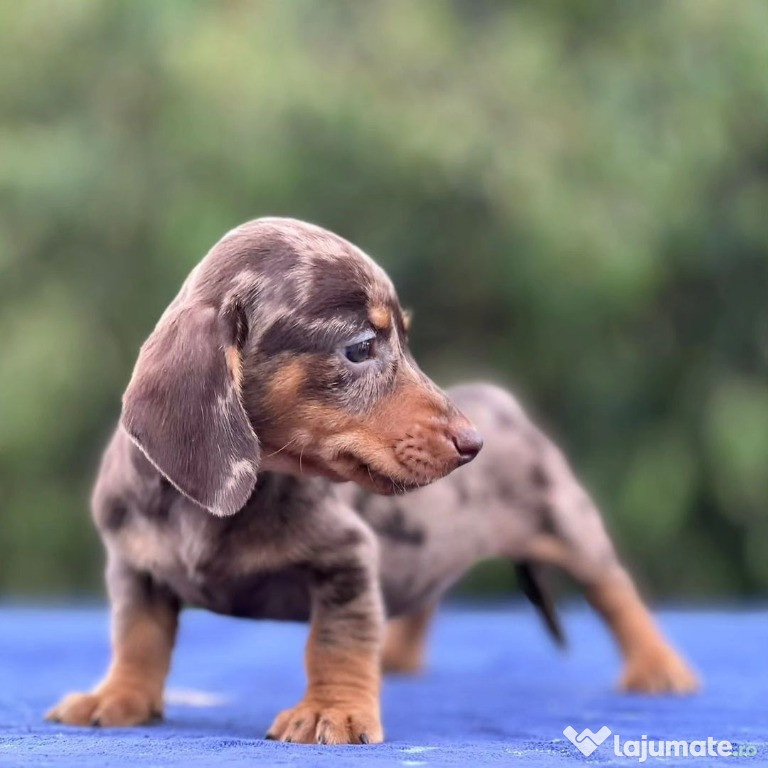 Teckel femele şi masculi