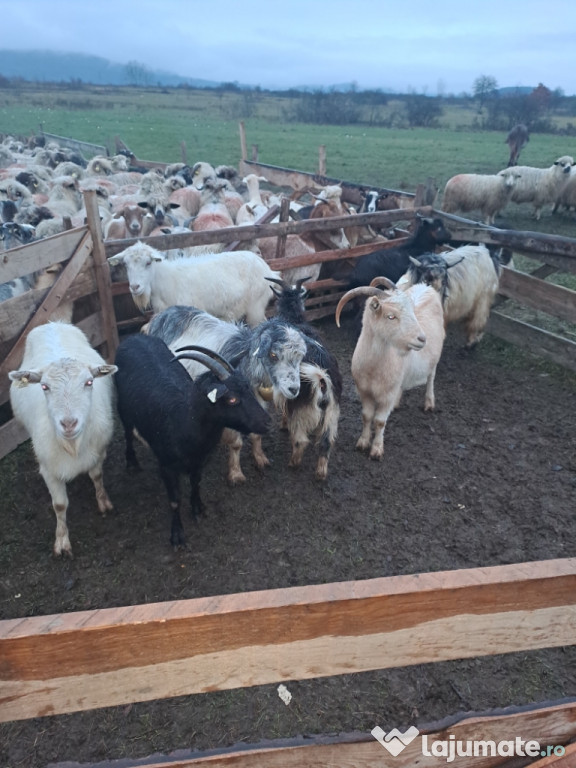 Vând capre gestante