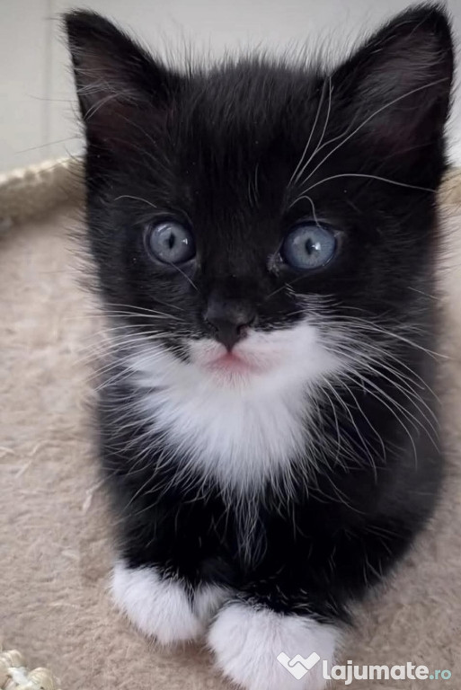 Siberiana de pădure