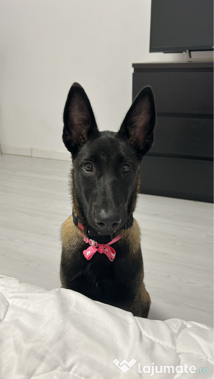 Ciobanesc Belgian-Malinois