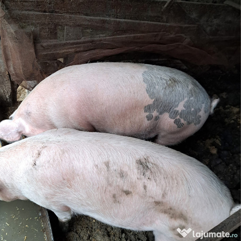 Porci de vânzare crescuți doar BIO in propria gospodărie