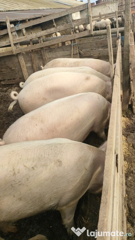 Porci de vânzare 100 kg