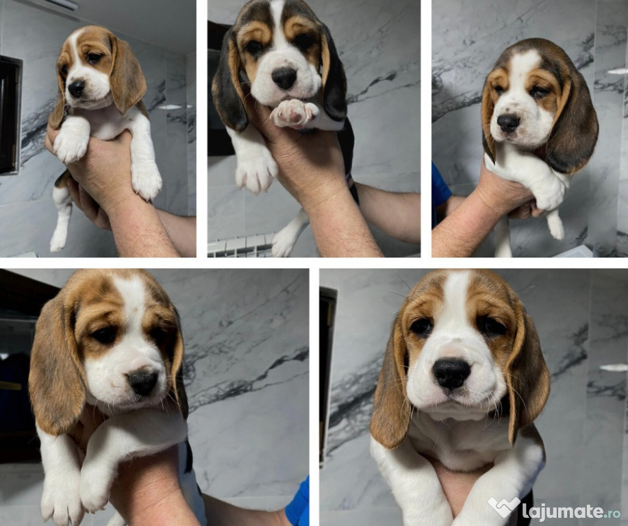 Beagle tricolor 7 saptamani