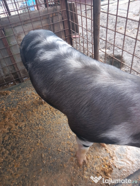 Disponibila toată sau jumatate!